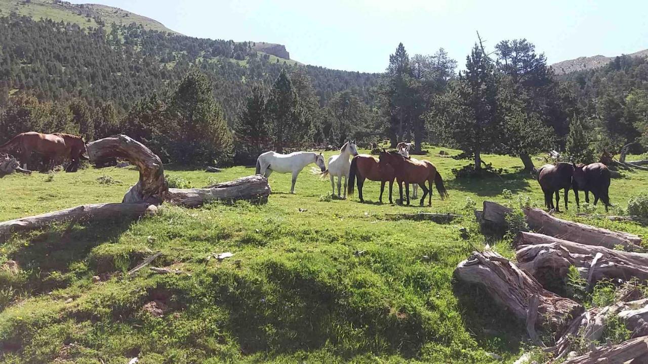 Apartaments Morello Esterri d'Àneu Kültér fotó